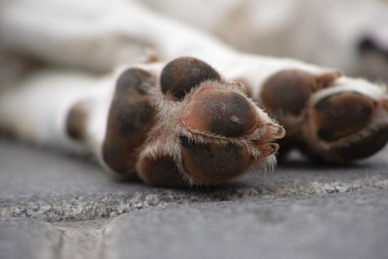 mae-que-pagou-r$-100-para-homem-matar-cachorro-da-filha-em-sc-nao-aceitava-cao-em-casa;-entenda