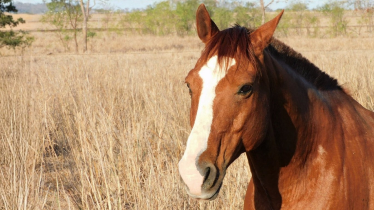 cavalos-voltam-a-ser-reconhecidos-como-seres-capazes-de-sentir-emocoes-em-sc;-entenda