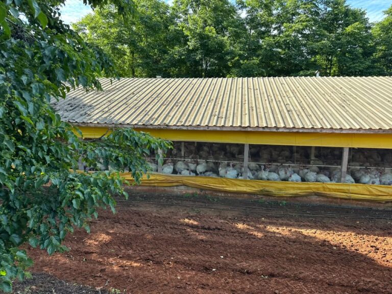 doenca-de-newcastle:-6-mil-aves-sao-abatidas-em-granja-no-oeste-de-sc