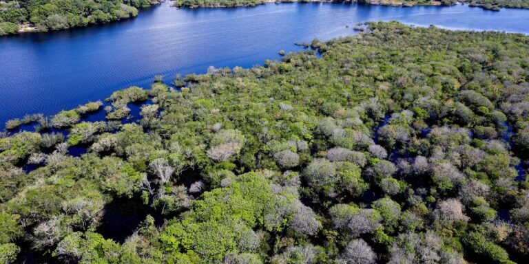 Desmatamento em áreas protegidas da Amazônia e do Cerrado tem queda desmatamento-em-areas-protegidas-da-amazonia-e-do-cerrado-tem-queda