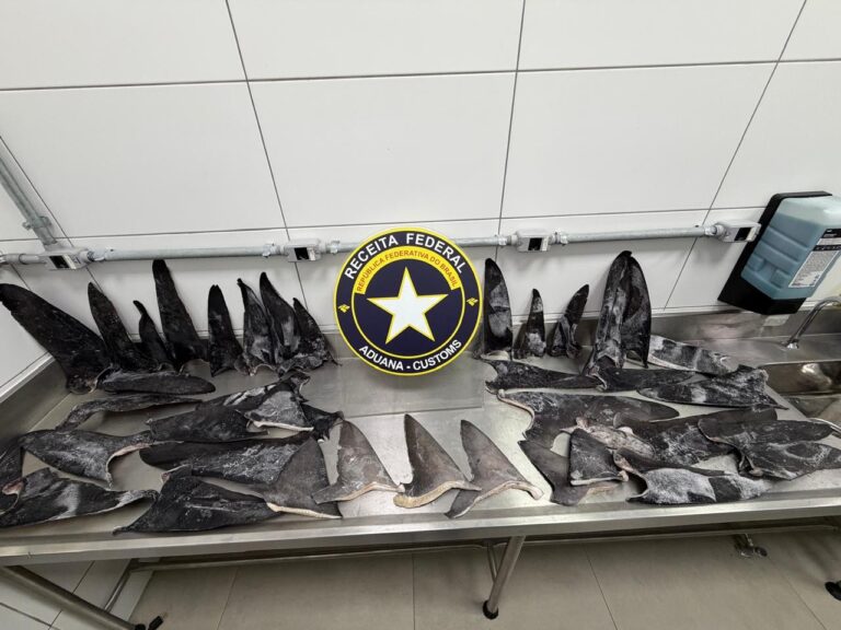 toneladas-de-barbatanas-de-tubarao-apreendidas-em-sc-podem-valer-r$-16-mil-por-kg-e-sao-‘iguarias’-na-asia