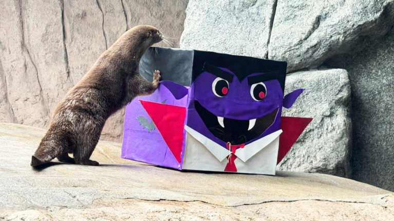 Halloween: animais ganham desafios ‘assustadores’ em aquário de SC com direito a fantasmas e caveiras halloween:-animais-ganham-desafios-‘assustadores’-em-aquario-de-sc-com-direito-a-fantasmas-e-caveiras